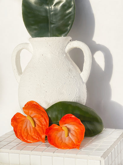 The Anthurium in Coral